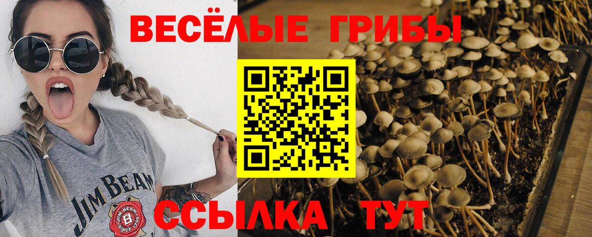 Галлюциногенные грибы MAGIC MUSHROOMS  Вход с VPN  Химки  Псилоцибиновые грибы мухоморы 